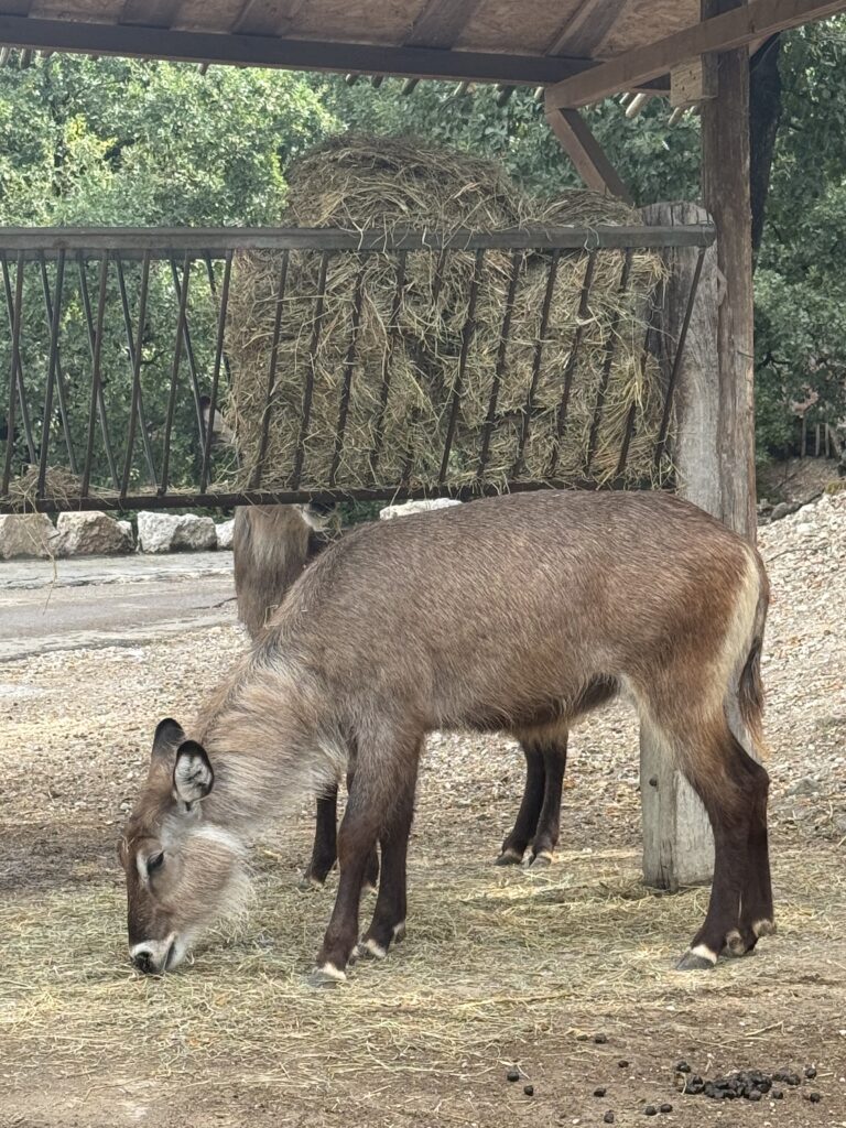 Safari park u Italiji