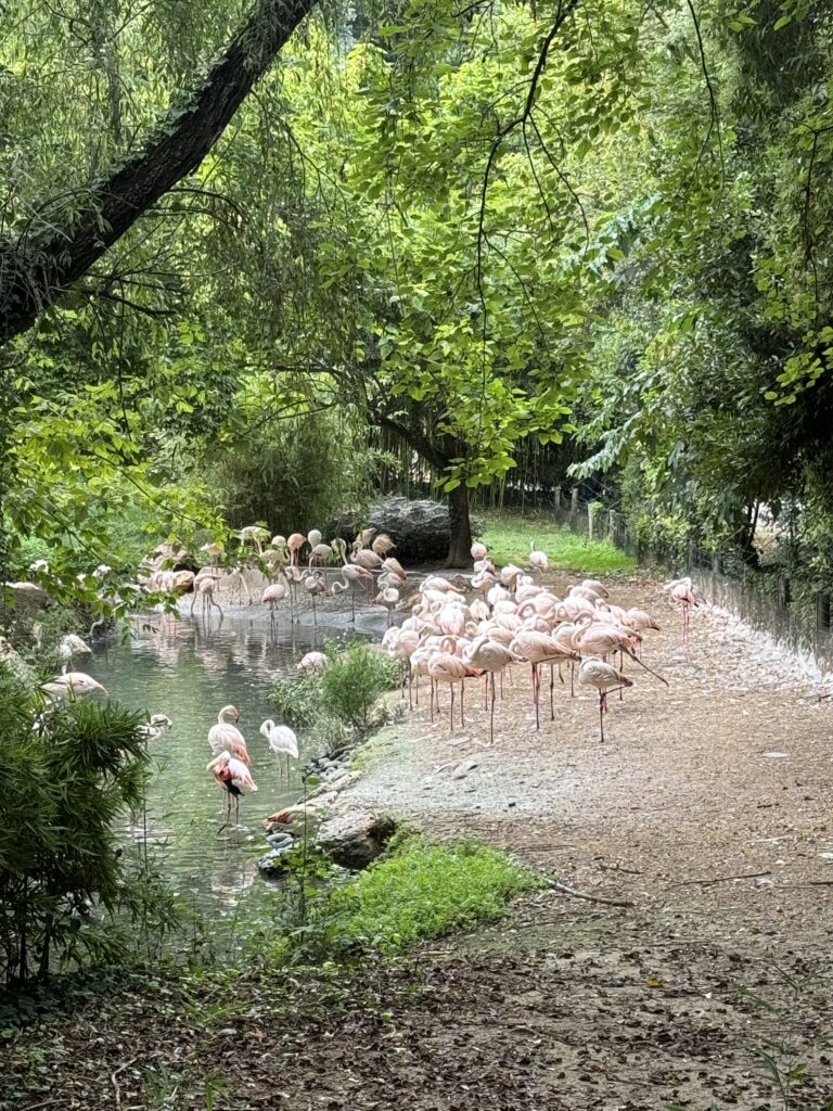 flamingosi Parco Natura Viva zoološki