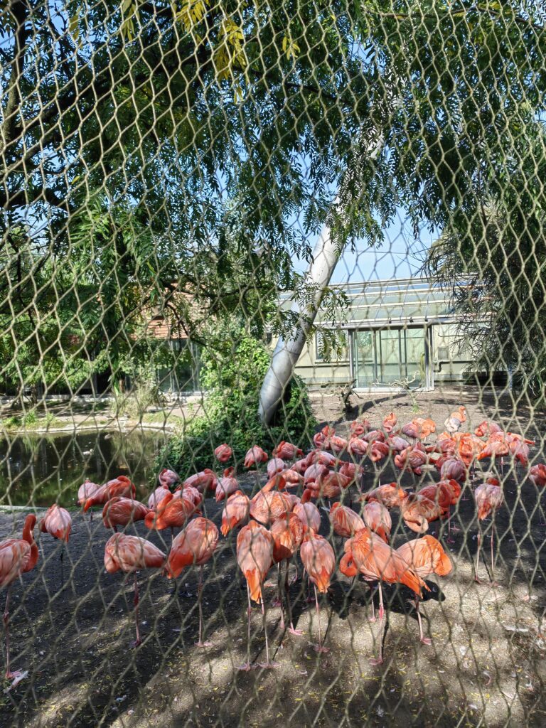 flamingosi Zoološki vrt u Kopenhagenu