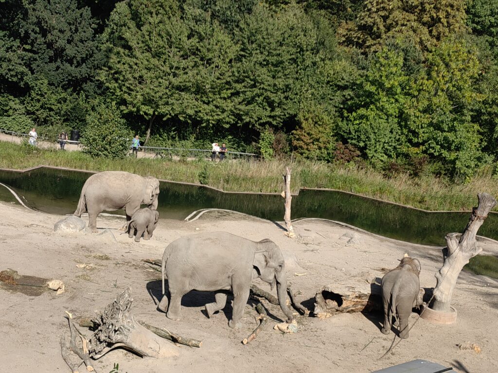 krdo slonova Zoološki vrt u Kopenhagenu