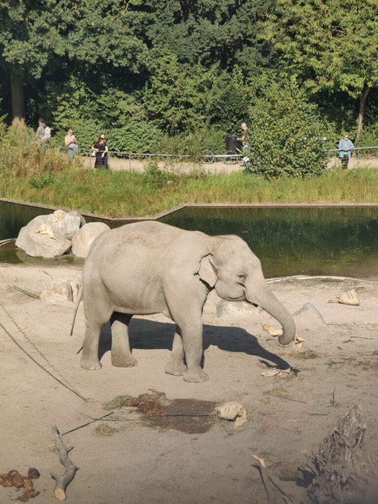 slon Zoološki vrt u Kopenhagenu