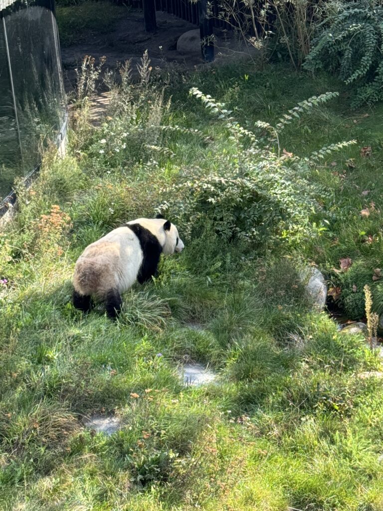 panda u šetnji Zoološki vrt u Kopenhagenu