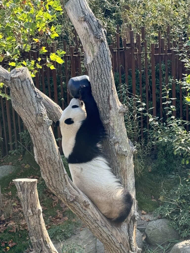 panda na drvu 