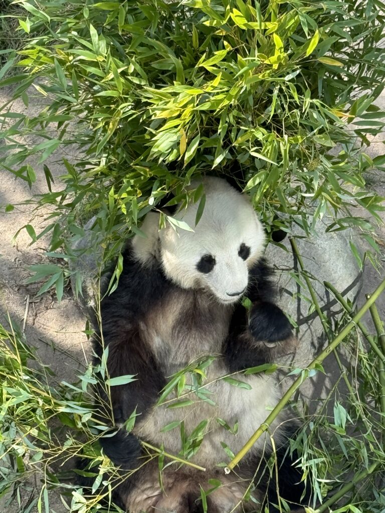 panda i bambus 