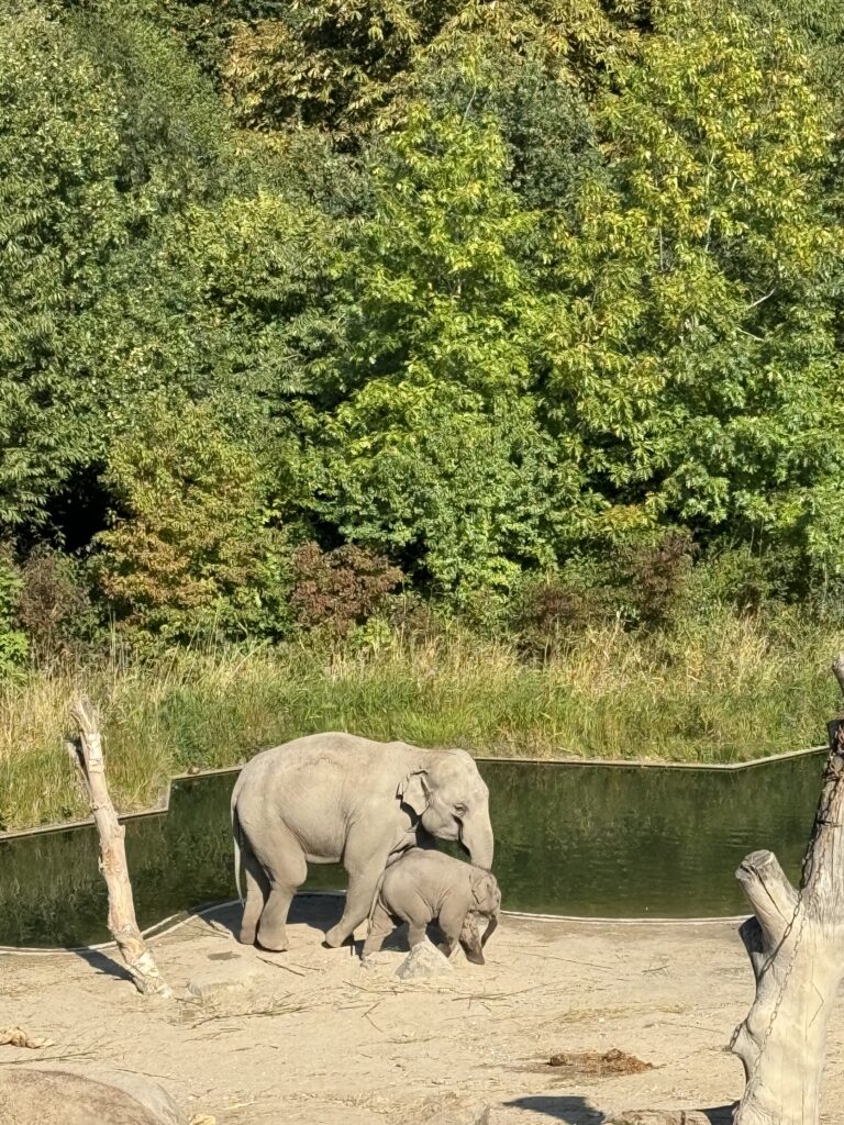 slonovi Zoološki vrt u Kopenhagenu