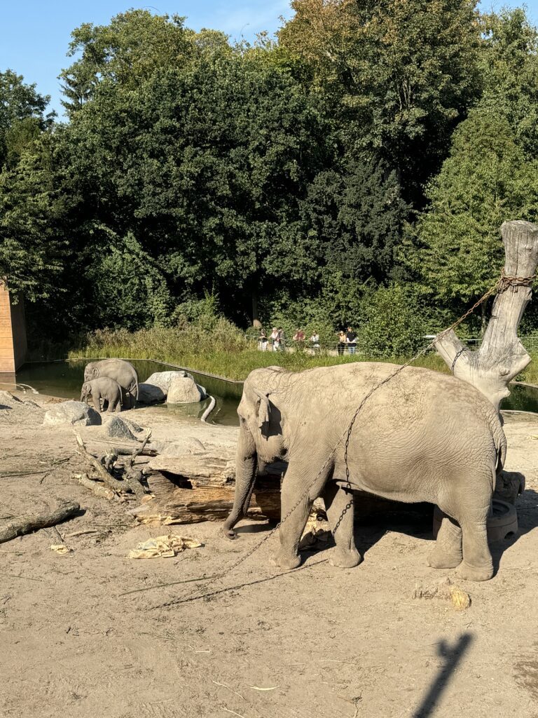 slonovi u igri Zoološki vrt u Kopenhagenu