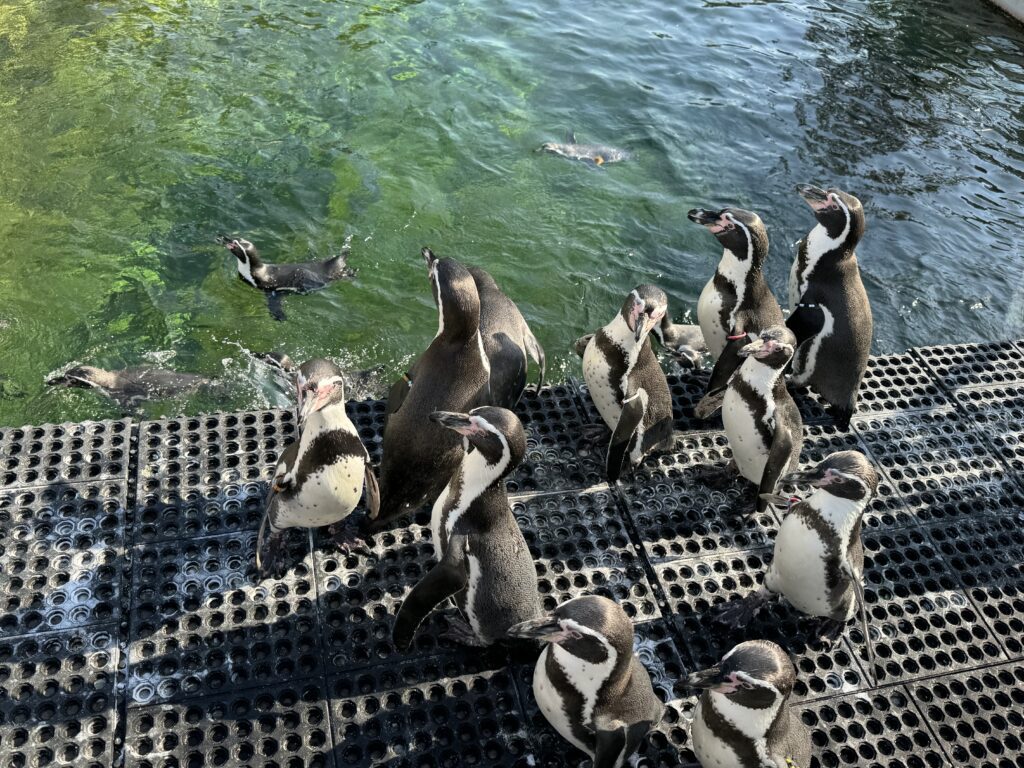 pingvni Zoološki vrt u Kopenhagenu