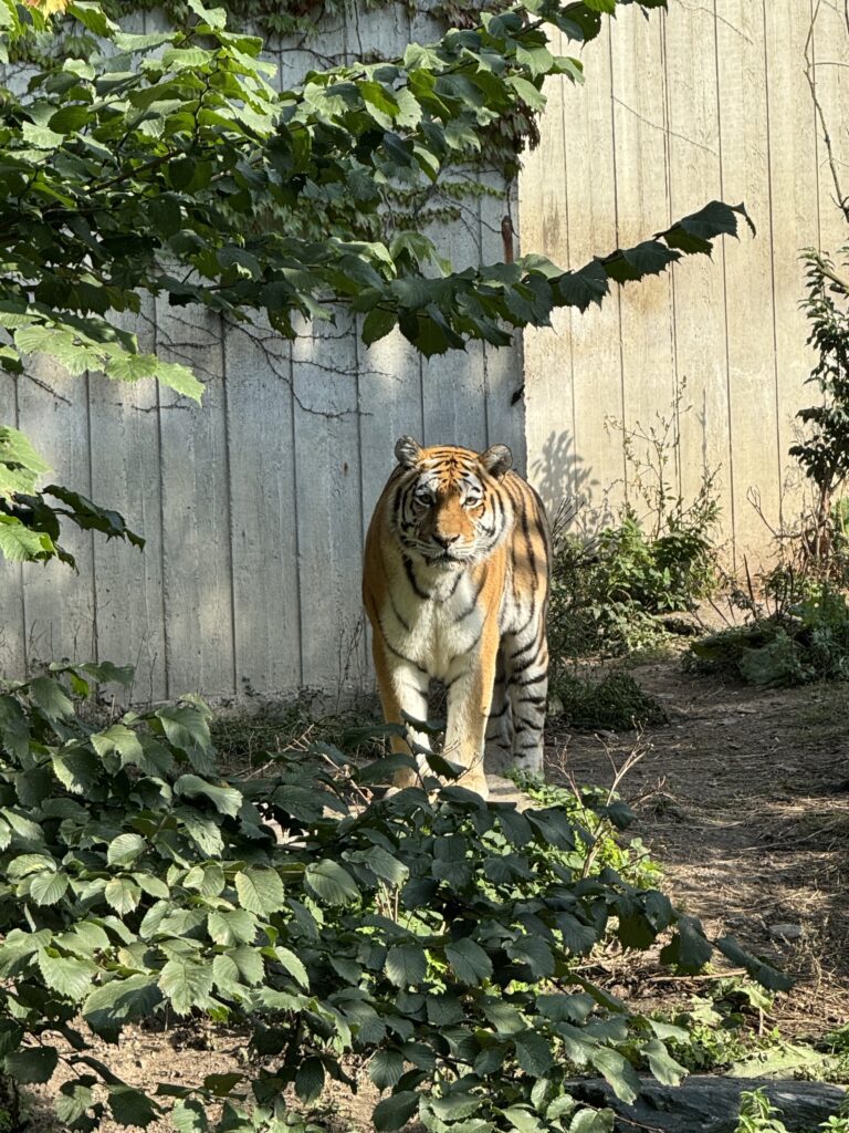 tigar Zoološki vrt u Kopenhagenu