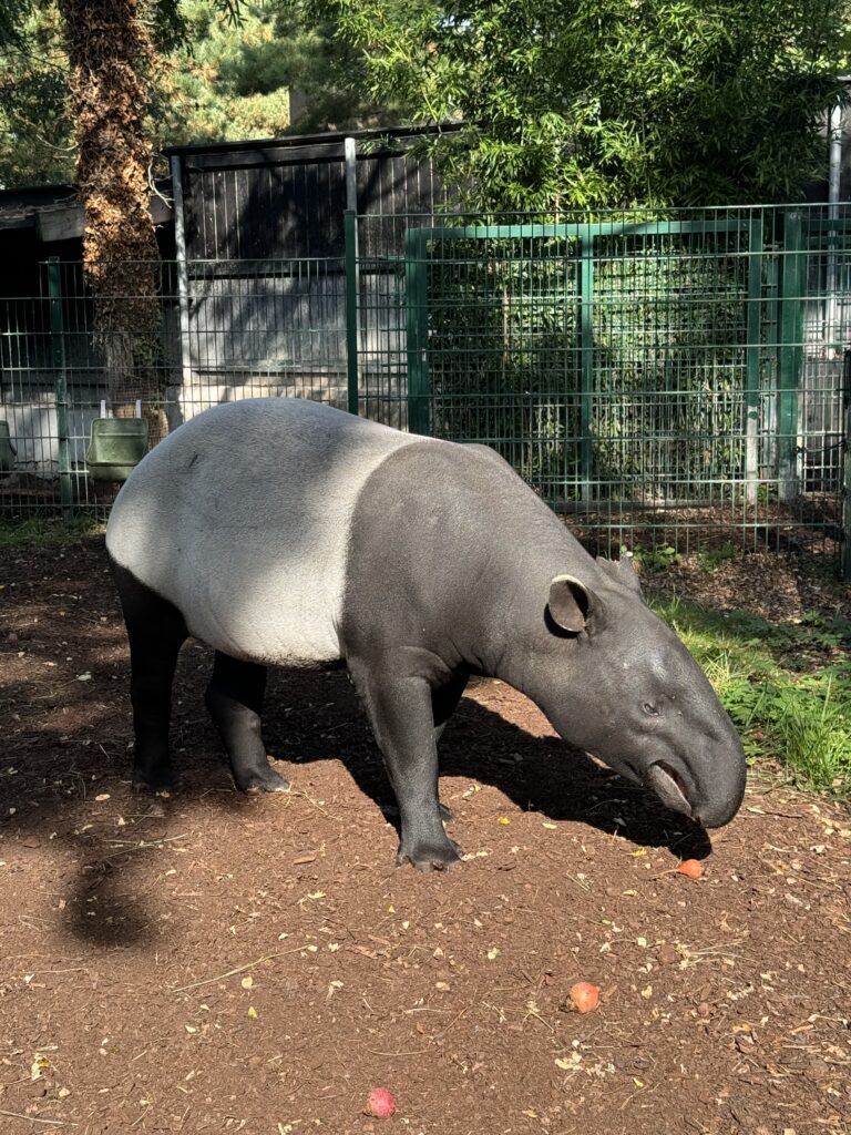 tapir Danska 