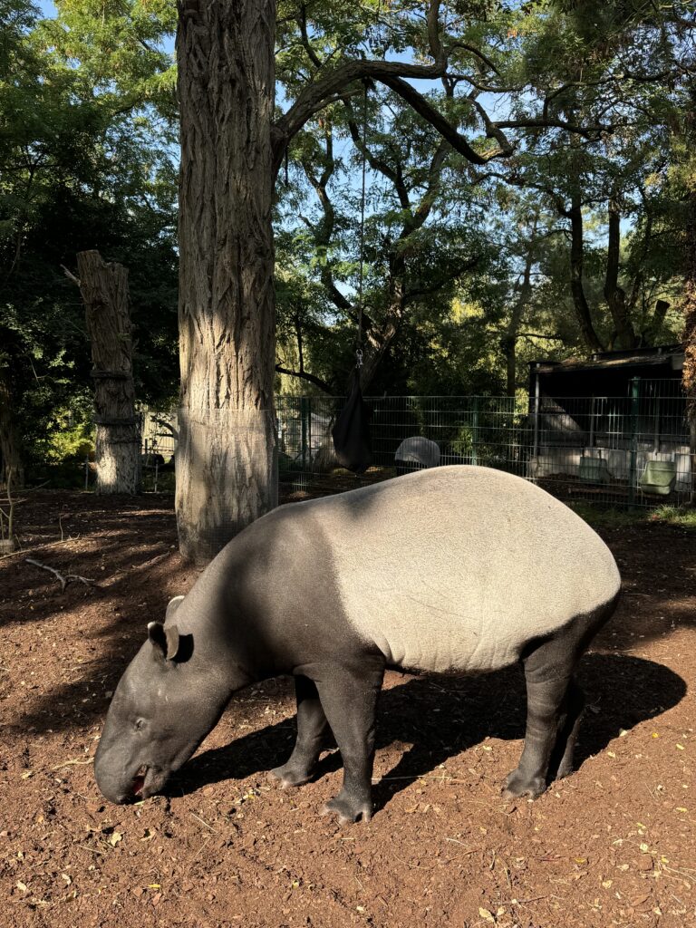 tapir Kopenhagen