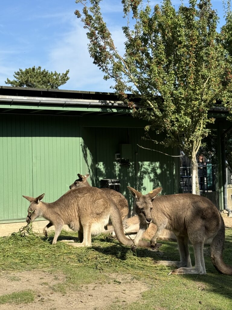 klokan zoo KOpenhagen