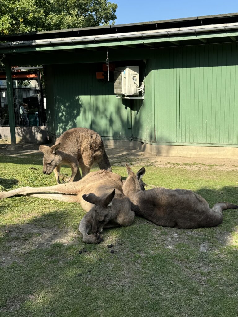 klokani Zoološki vrt u Kopenhagenu